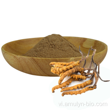 Tinh khiết 30% Cordyceps sinensis chiết xuất bột nấm